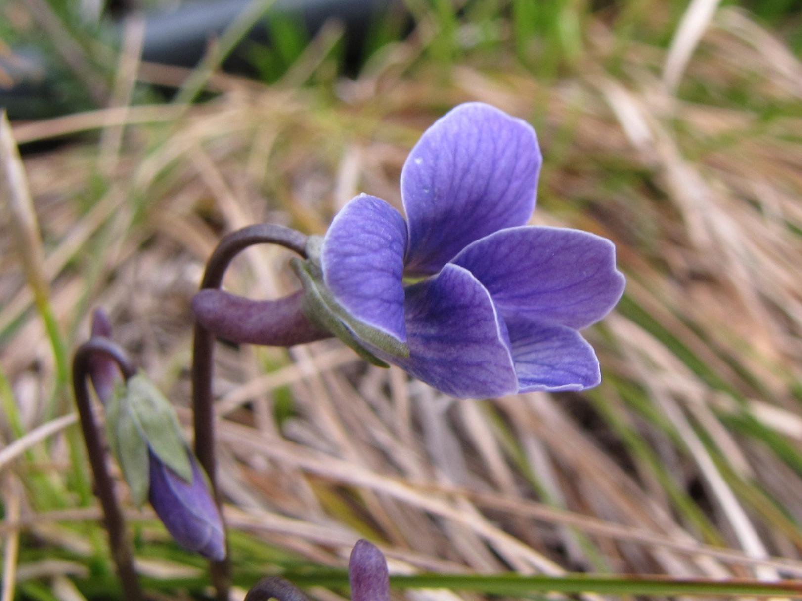 Viola pinnata / Viola pennata
